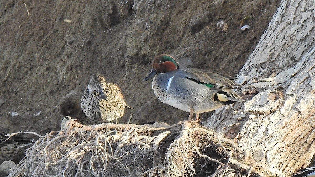 Green-winged Teal - ML213818981