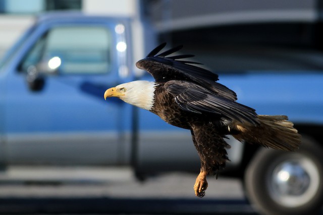 Eagle flying by cars. - Bald Eagle - 