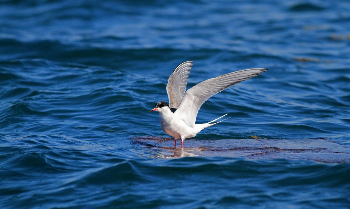 Arctic Tern - Jay McGowan