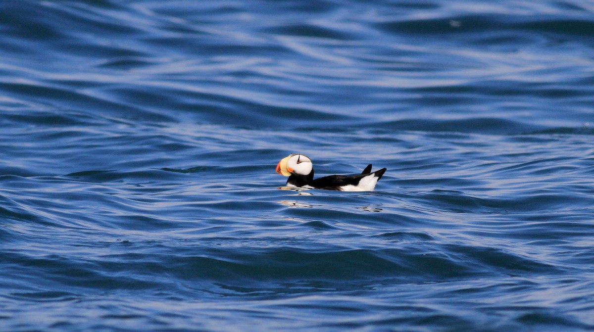 Horned Puffin - ML21382821