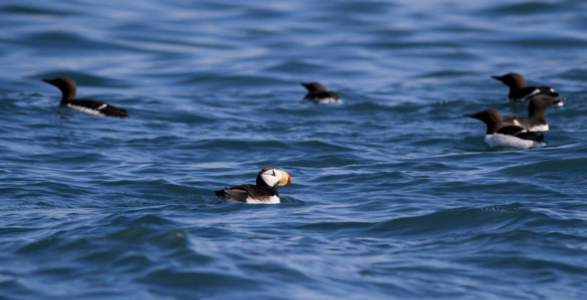 Horned Puffin - ML21382901