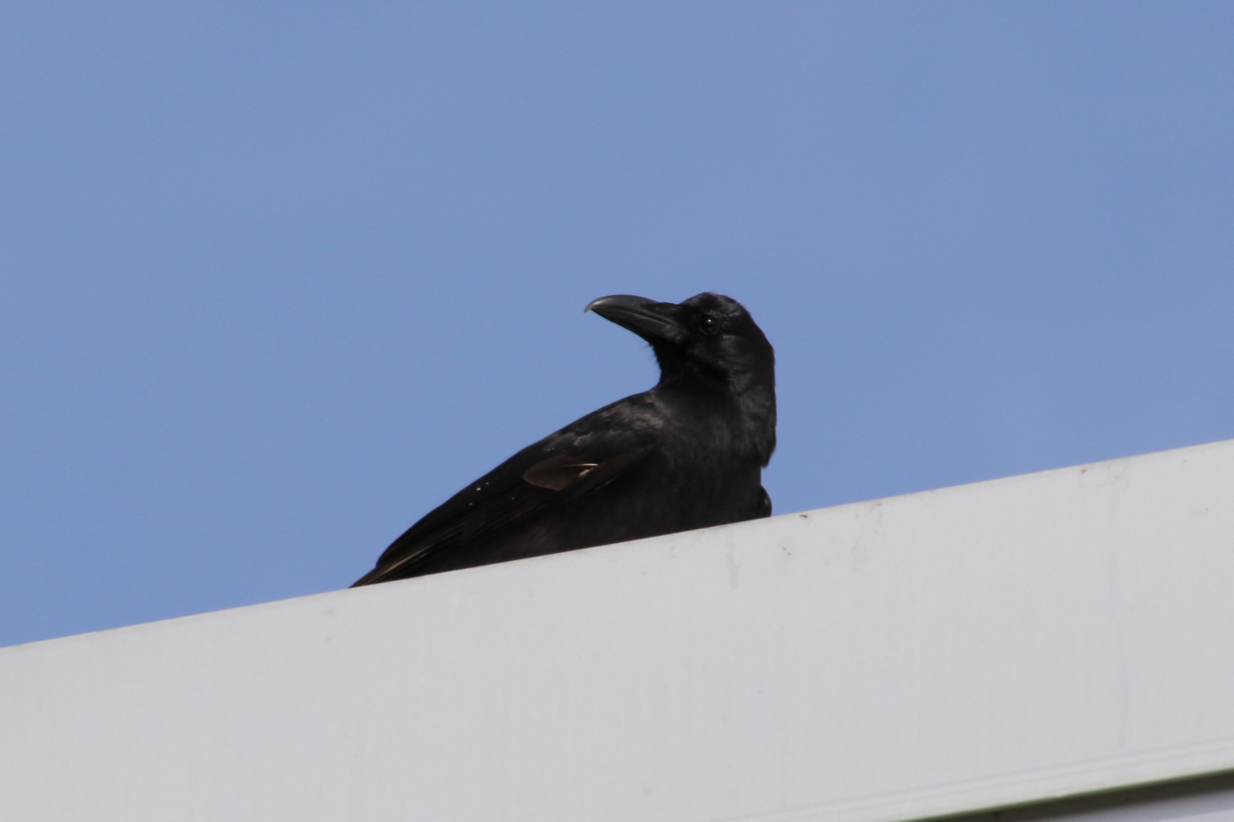 House x Fish Crow (hybrid) - eBird