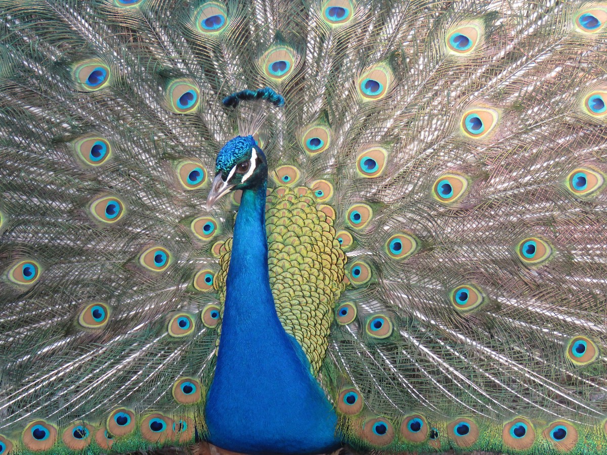 Indian Peafowl (Domestic type) - Andrew Emlen