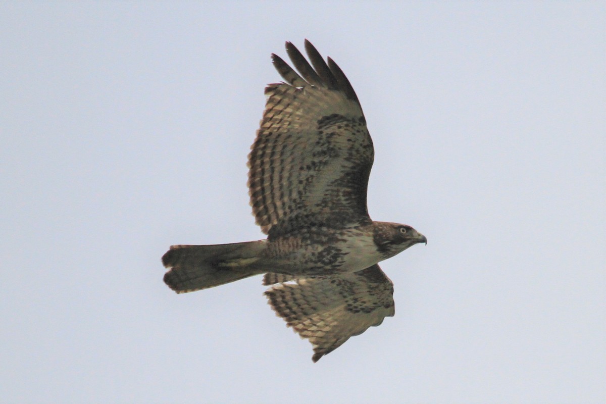 Red-tailed Hawk - Kent Forward