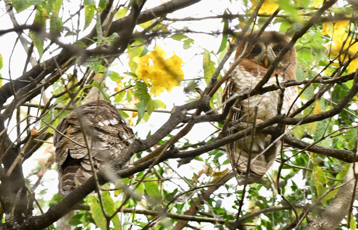 African Wood-Owl - ML213832841
