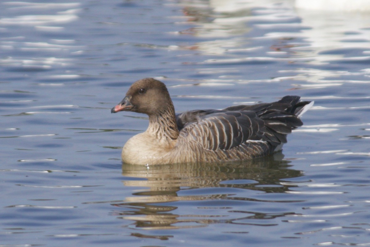 Pink-footed Goose - ML213832951