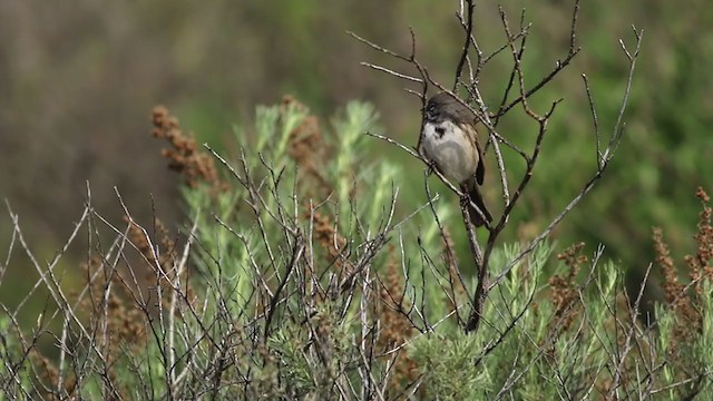 Bell's Sparrow (belli) - ML213833951