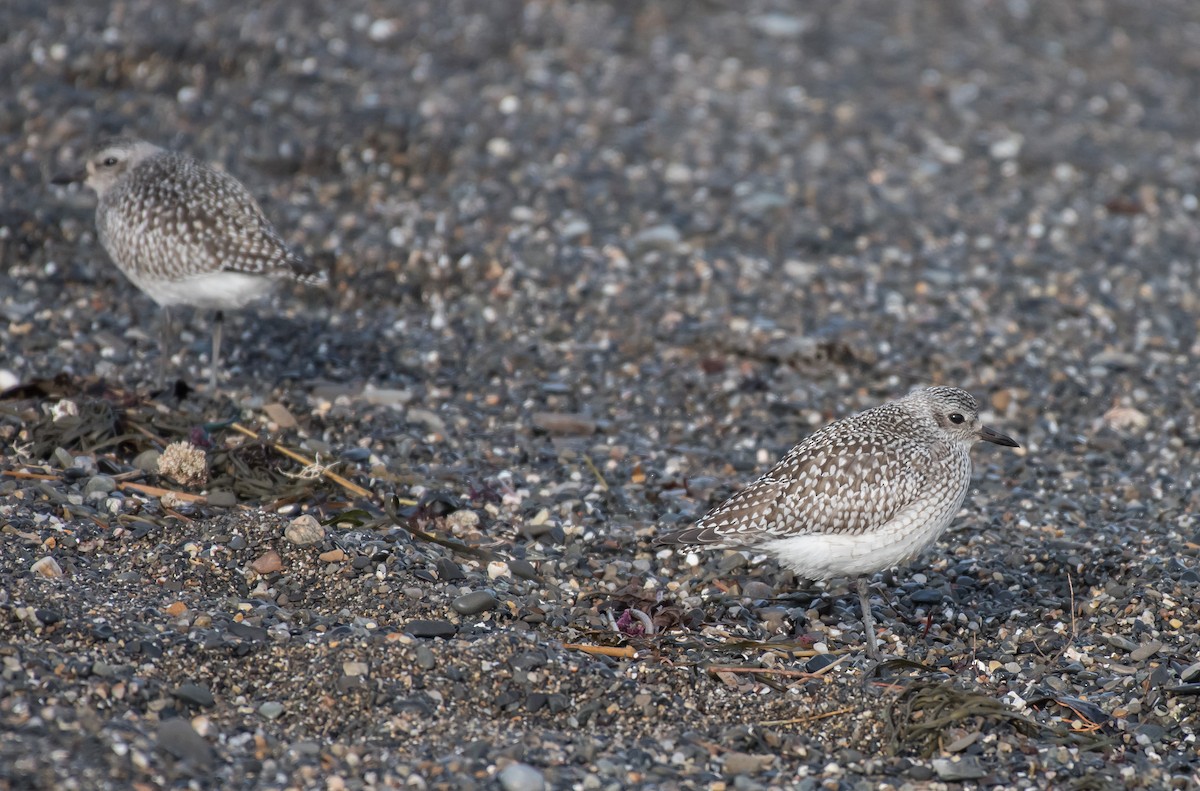Black-bellied Plover - Kevin Couture