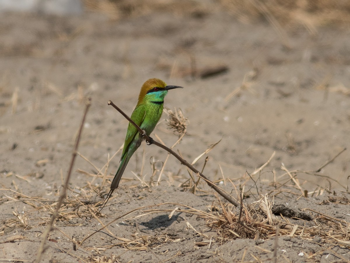Asian Green Bee-eater - matthew sabatine