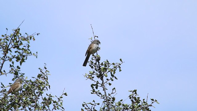 Bell's Sparrow (belli) - ML213838641