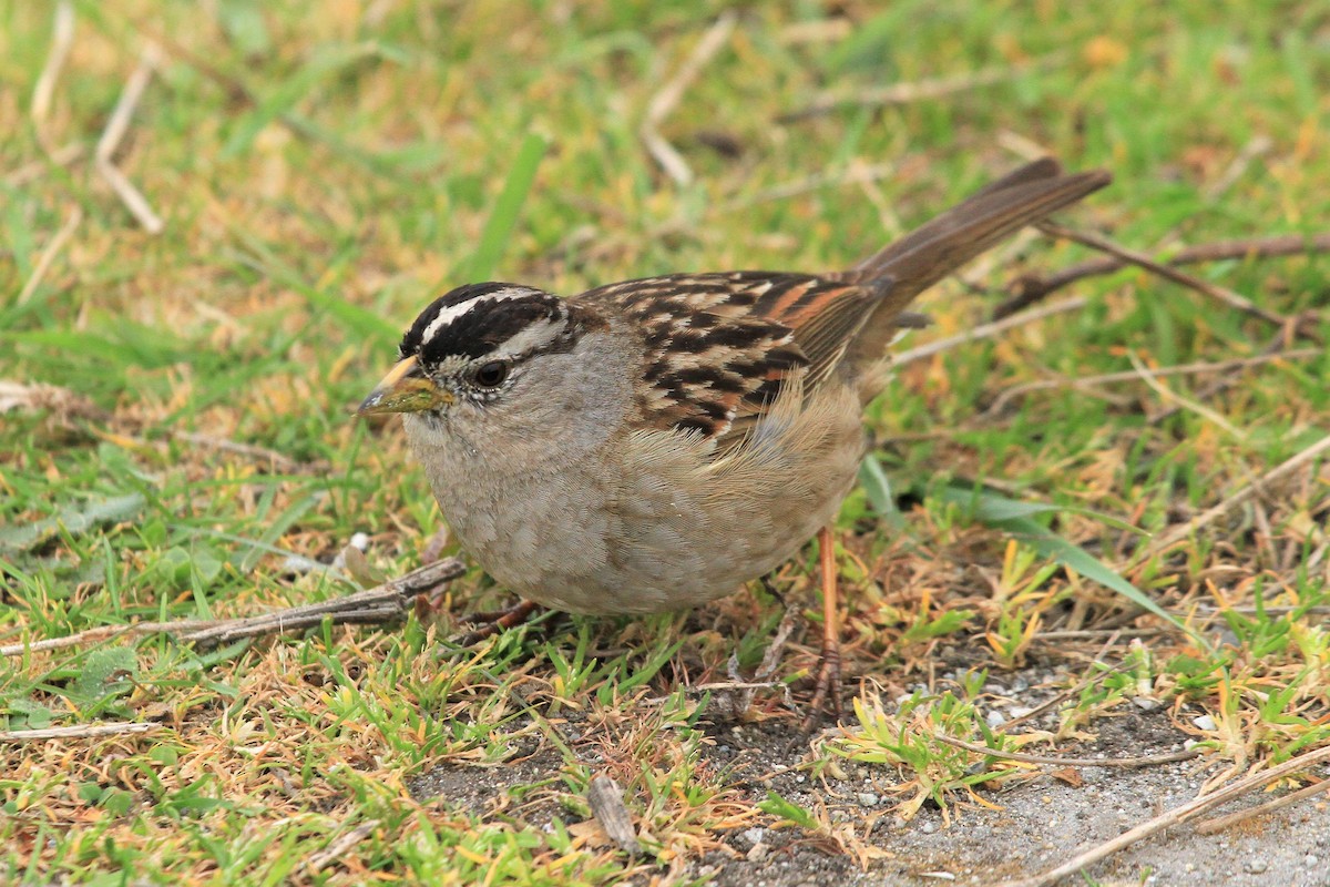 White-crowned Sparrow - Kent Forward