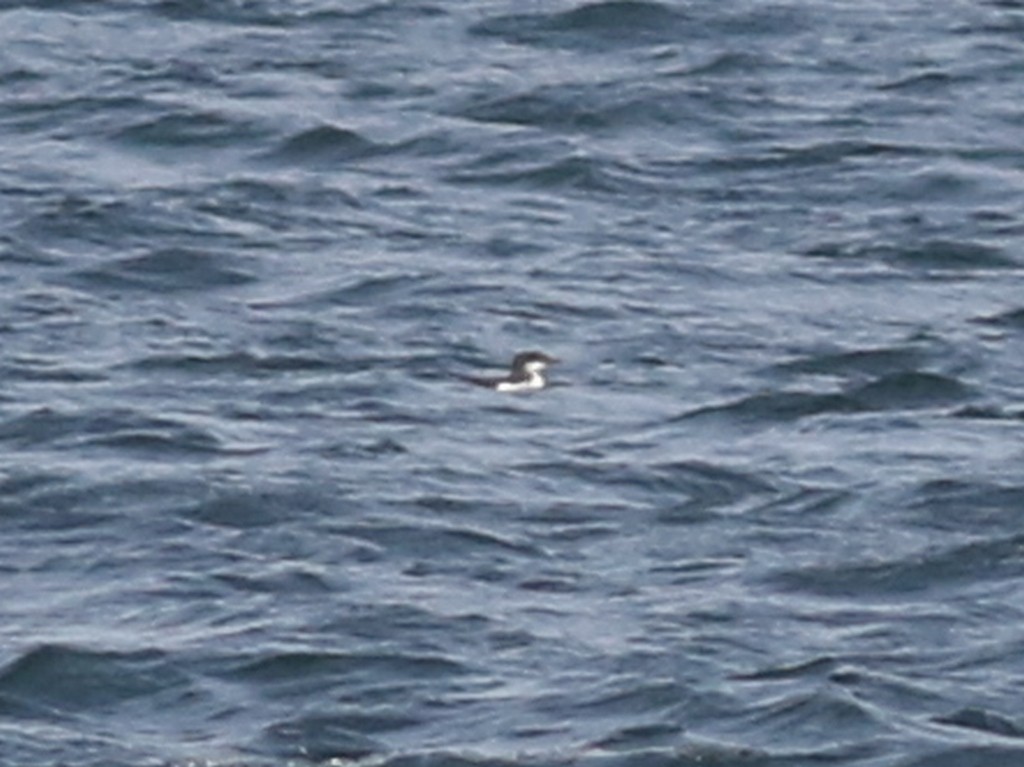 Thick-billed Murre - ML21383961