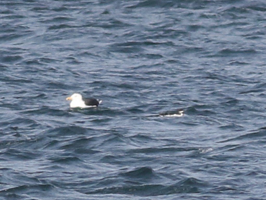 Thick-billed Murre - ML21383971