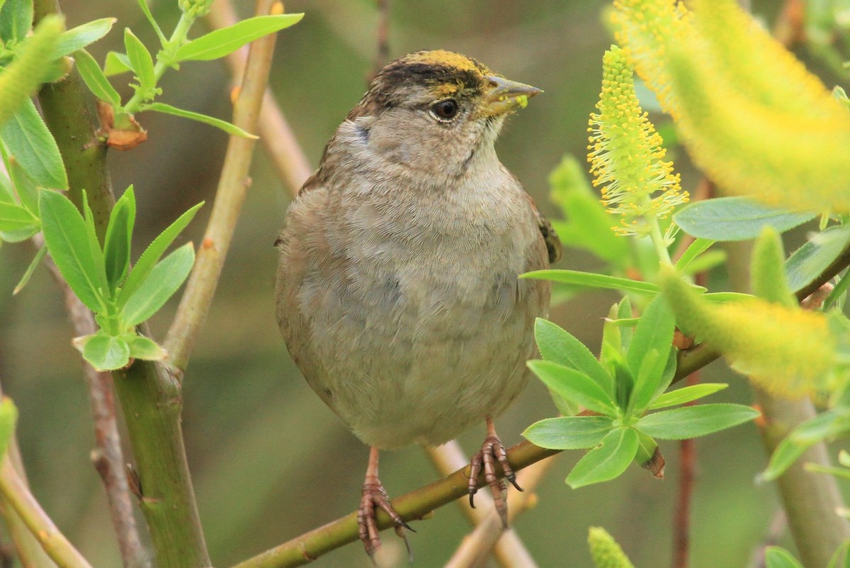 Golden-crowned Sparrow - ML213839971