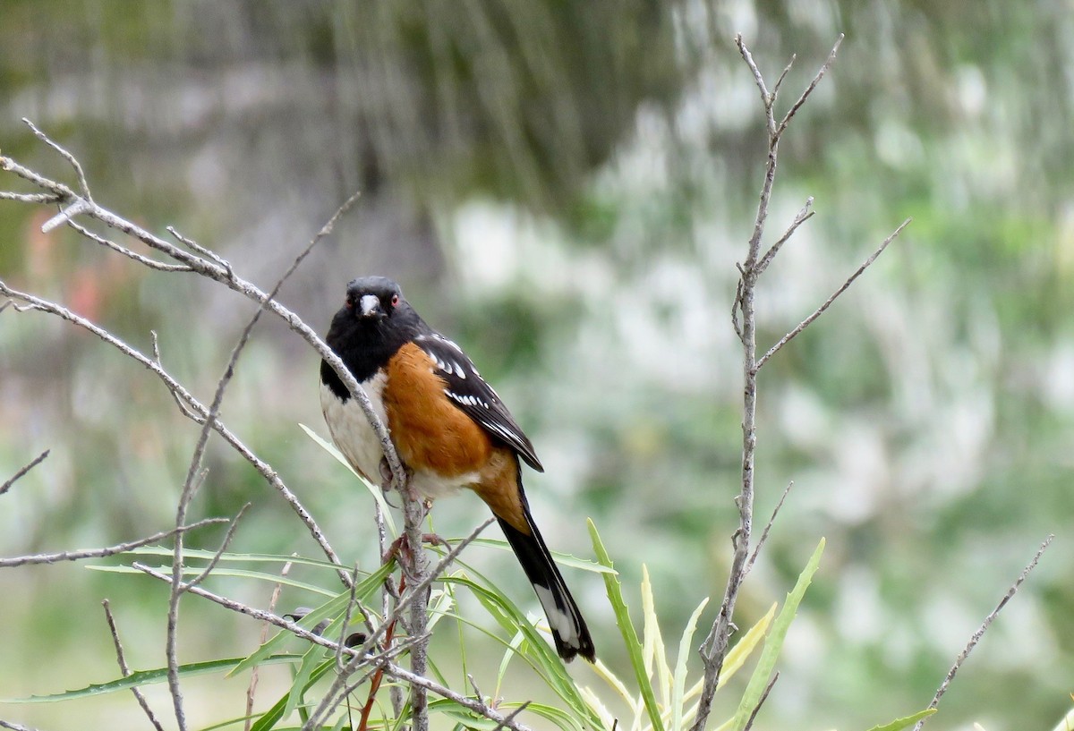 Spotted Towhee - ML213841551