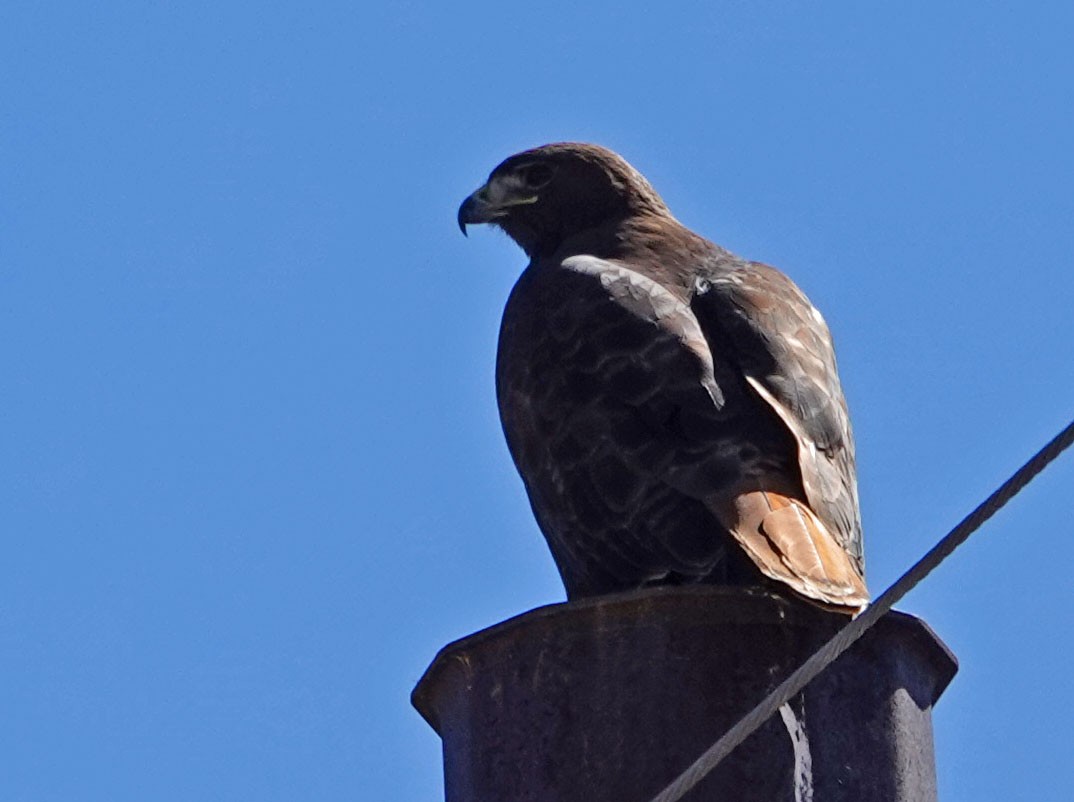 Red-tailed Hawk - ML213845501