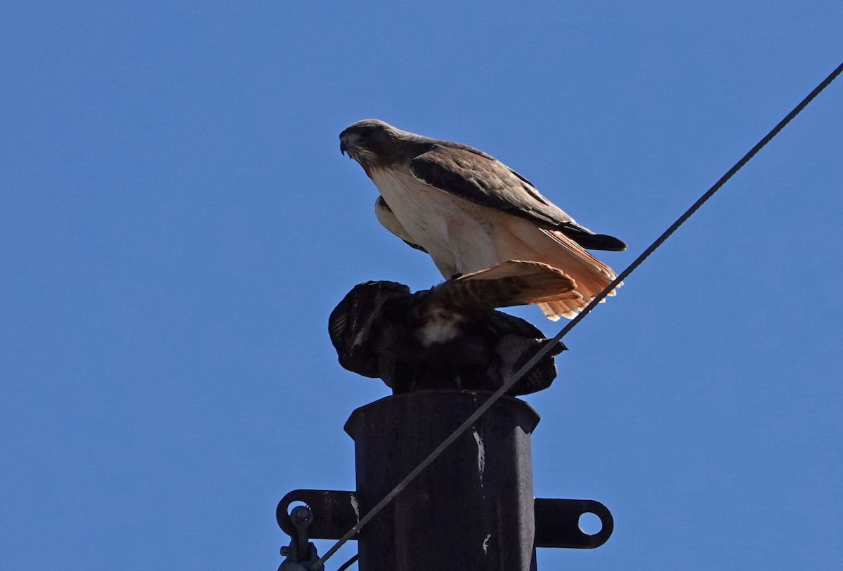 Red-tailed Hawk - ML213845541
