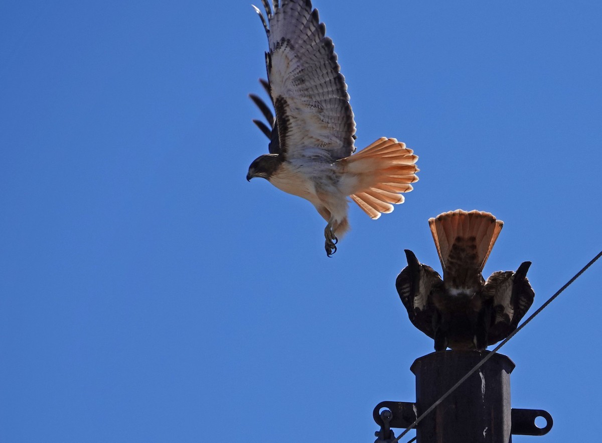 Red-tailed Hawk - ML213845551