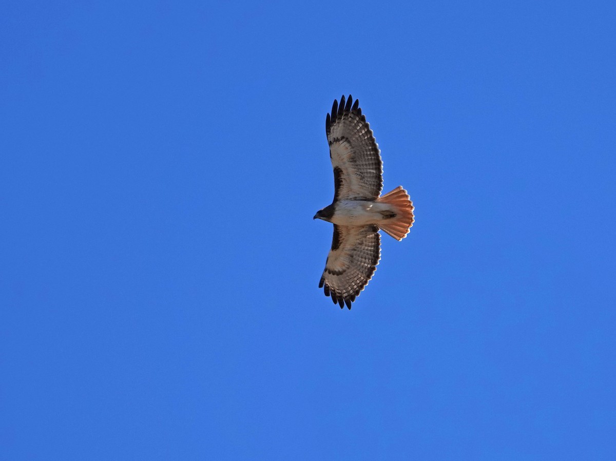 Red-tailed Hawk - ML213845561