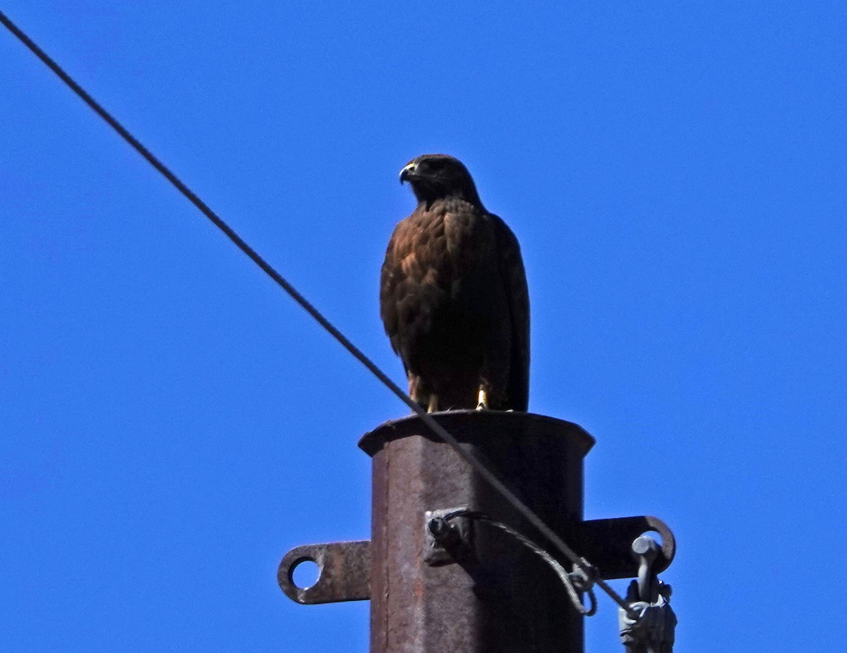 Red-tailed Hawk - ML213845581