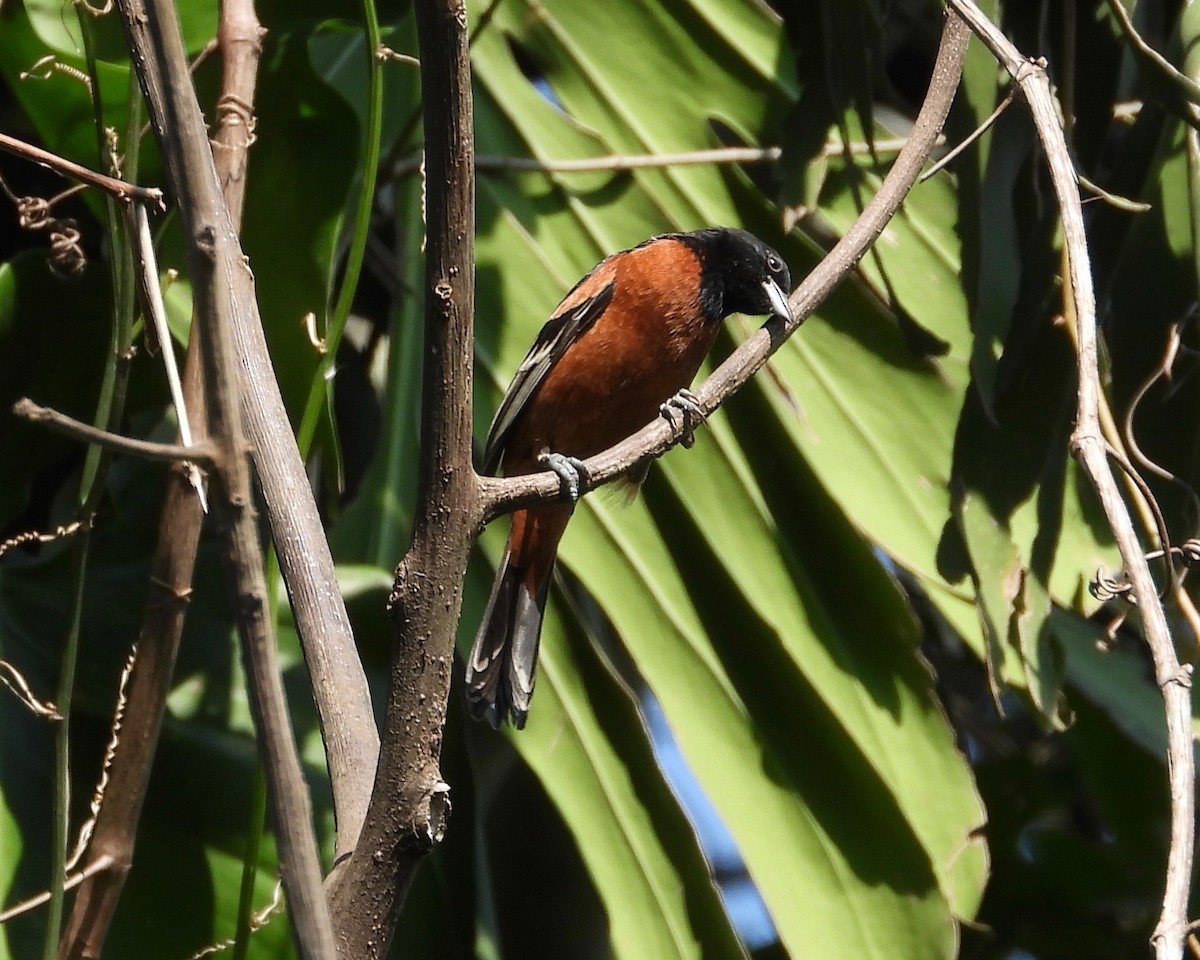 Orchard Oriole - ML213846401