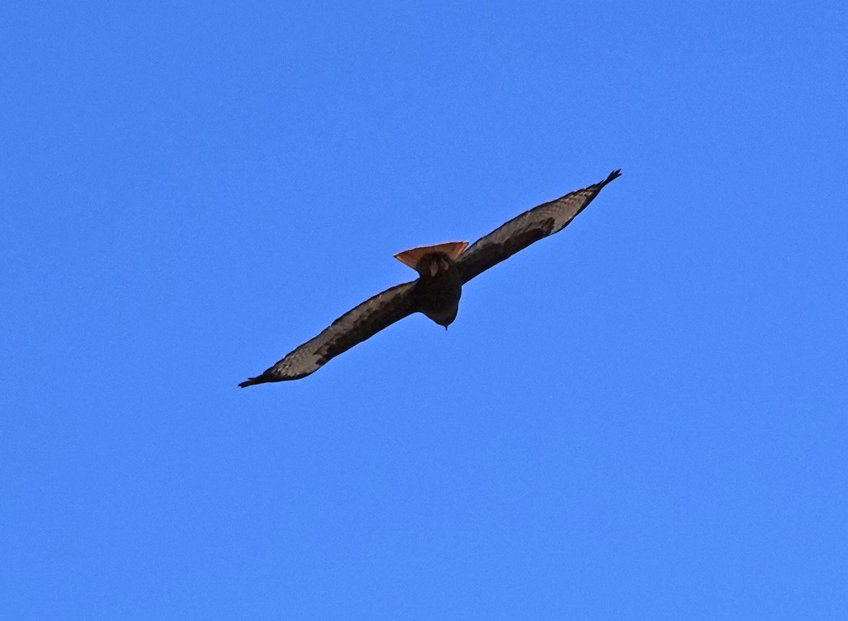Red-tailed Hawk - ML213846421
