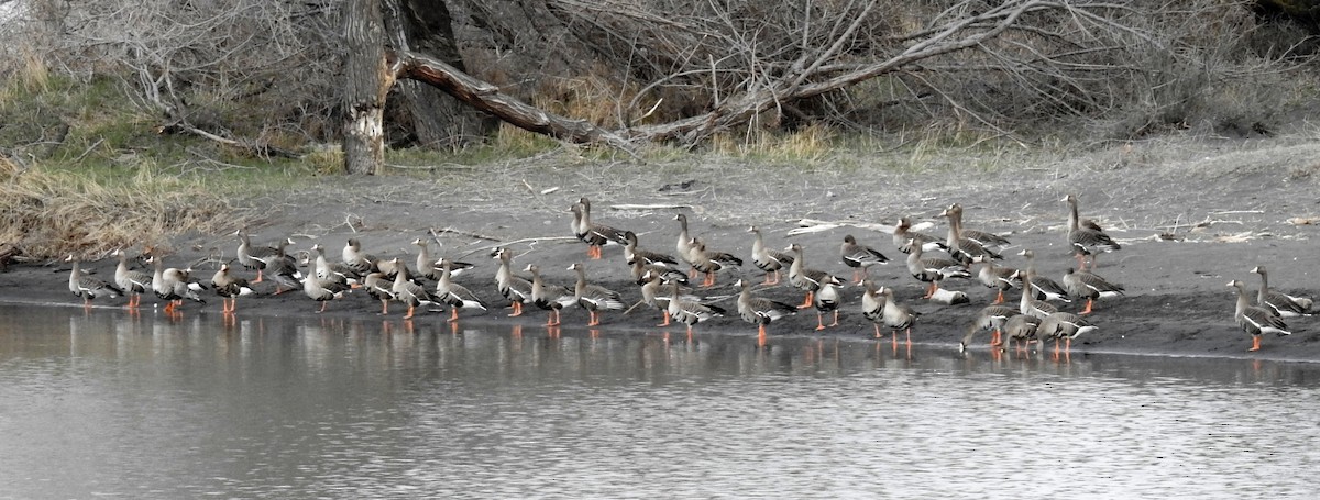 Greater White-fronted Goose - ML213850341