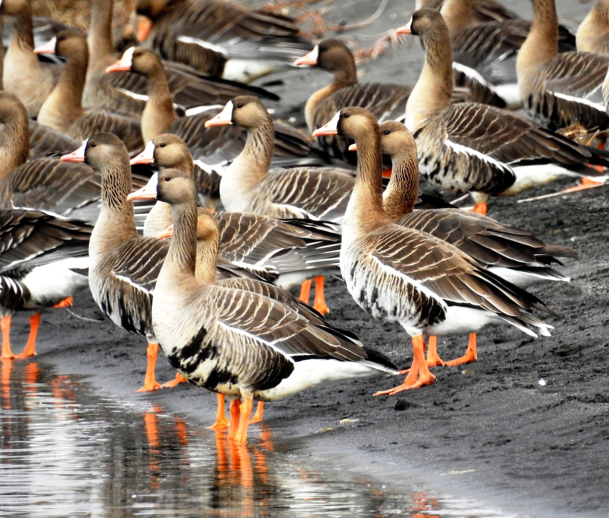 Greater White-fronted Goose - ML213850471