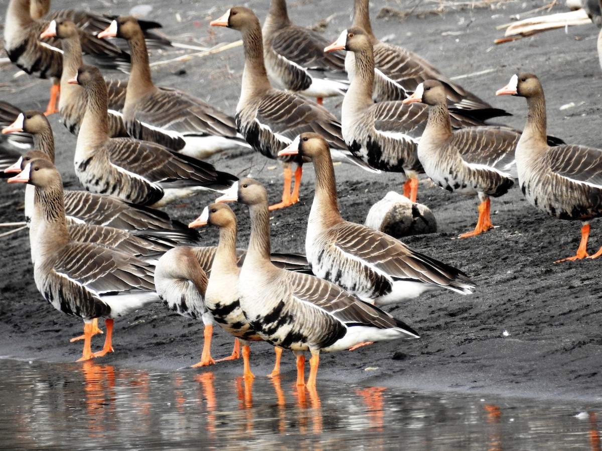 Greater White-fronted Goose - ML213850821