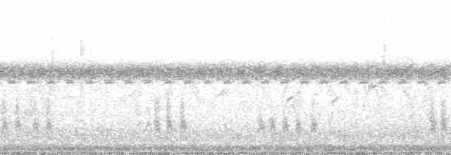 Кривоклювый камышник - ML213851