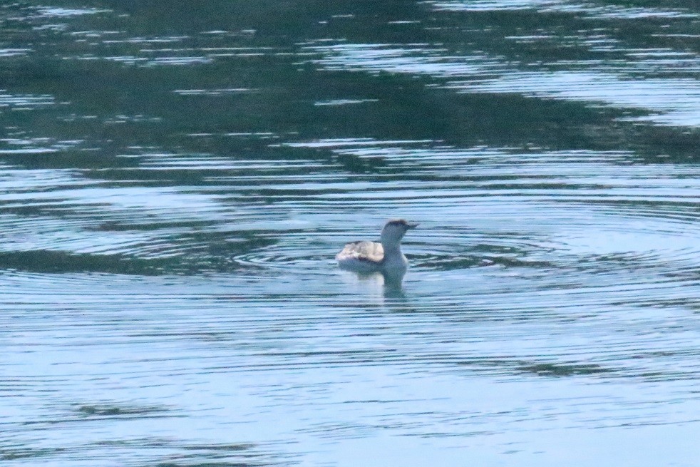Red-throated Loon - ML213852591
