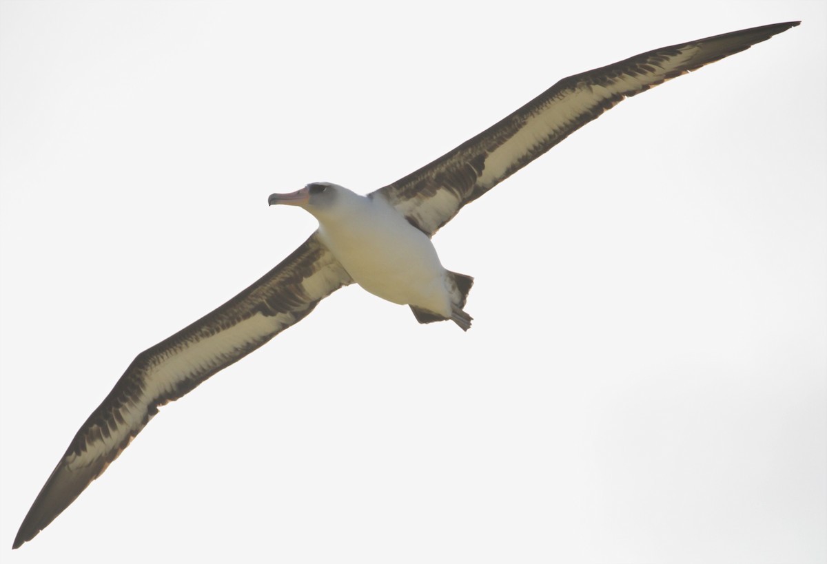 Темноспинный альбатрос - ML213855201