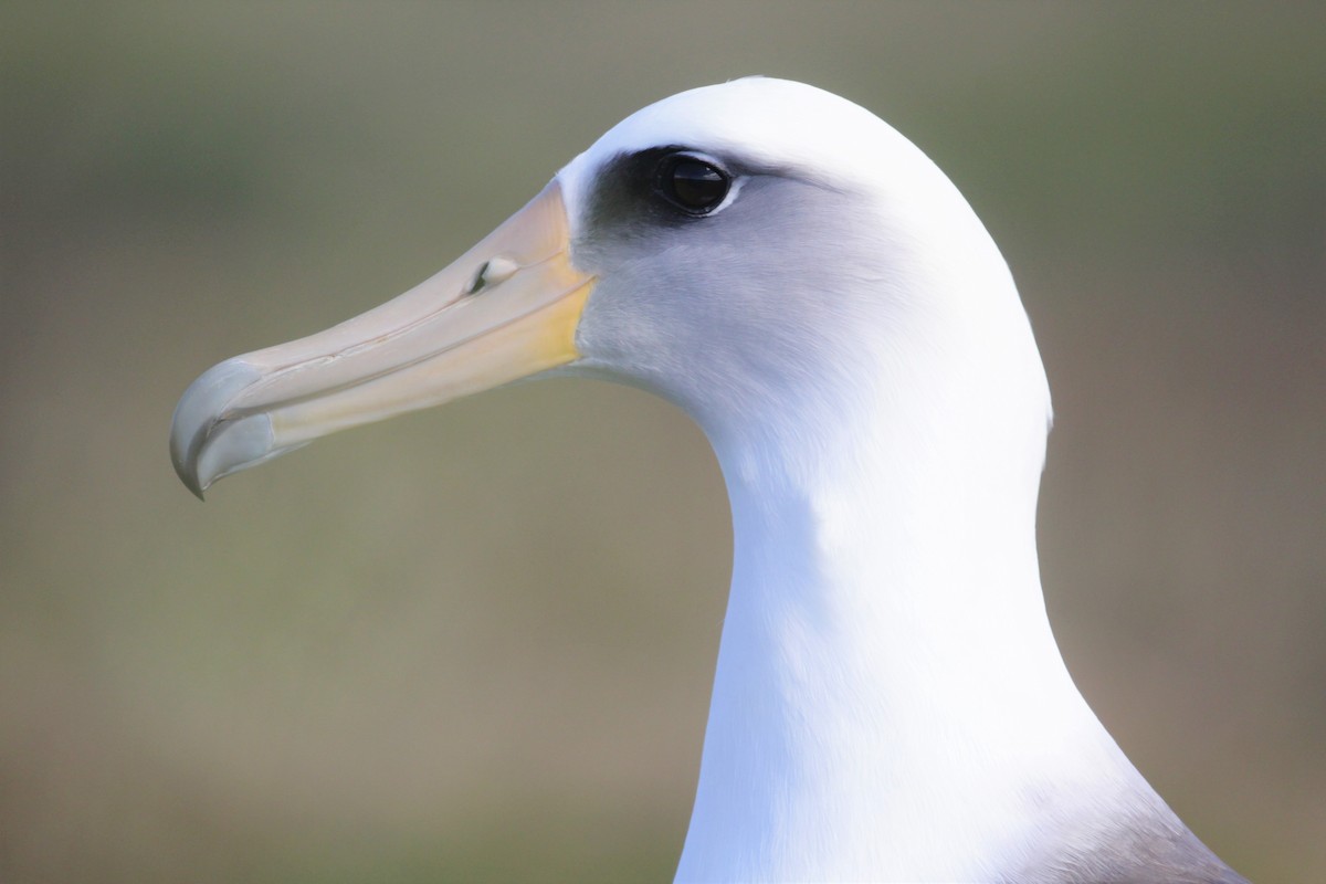 albatros laysanský - ML213855221