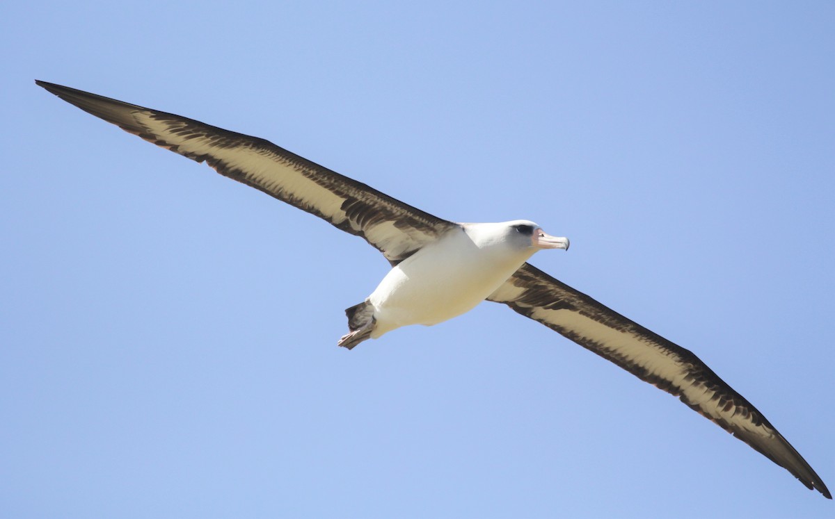 Albatros de Laysan - ML213855231