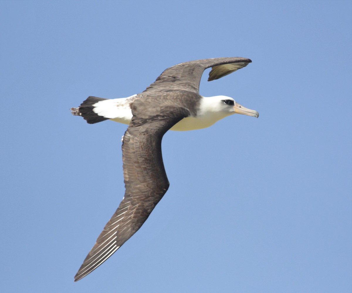 Albatros de Laysan - ML213855241