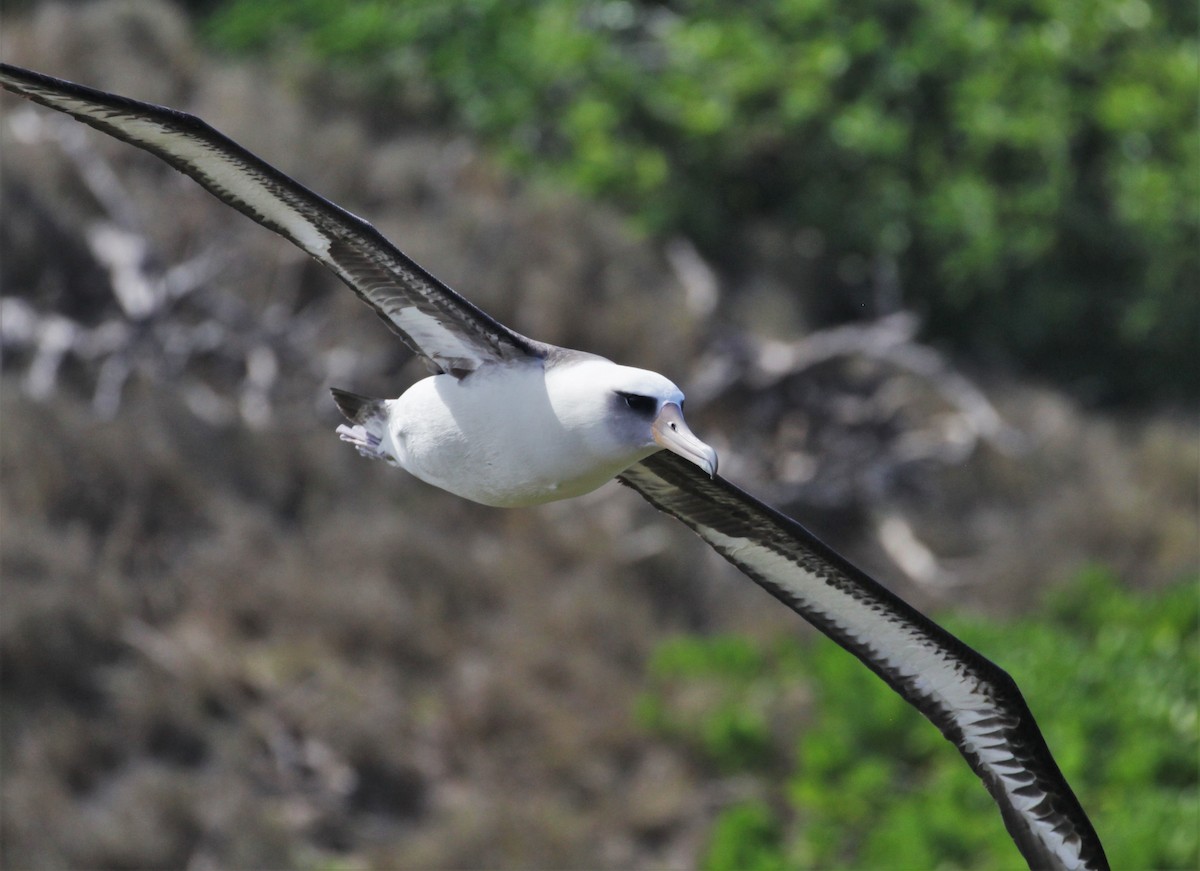 albatros laysanský - ML213855261