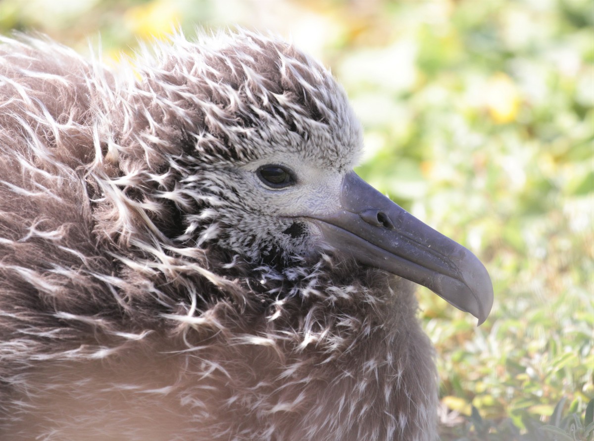 albatros laysanský - ML213855491