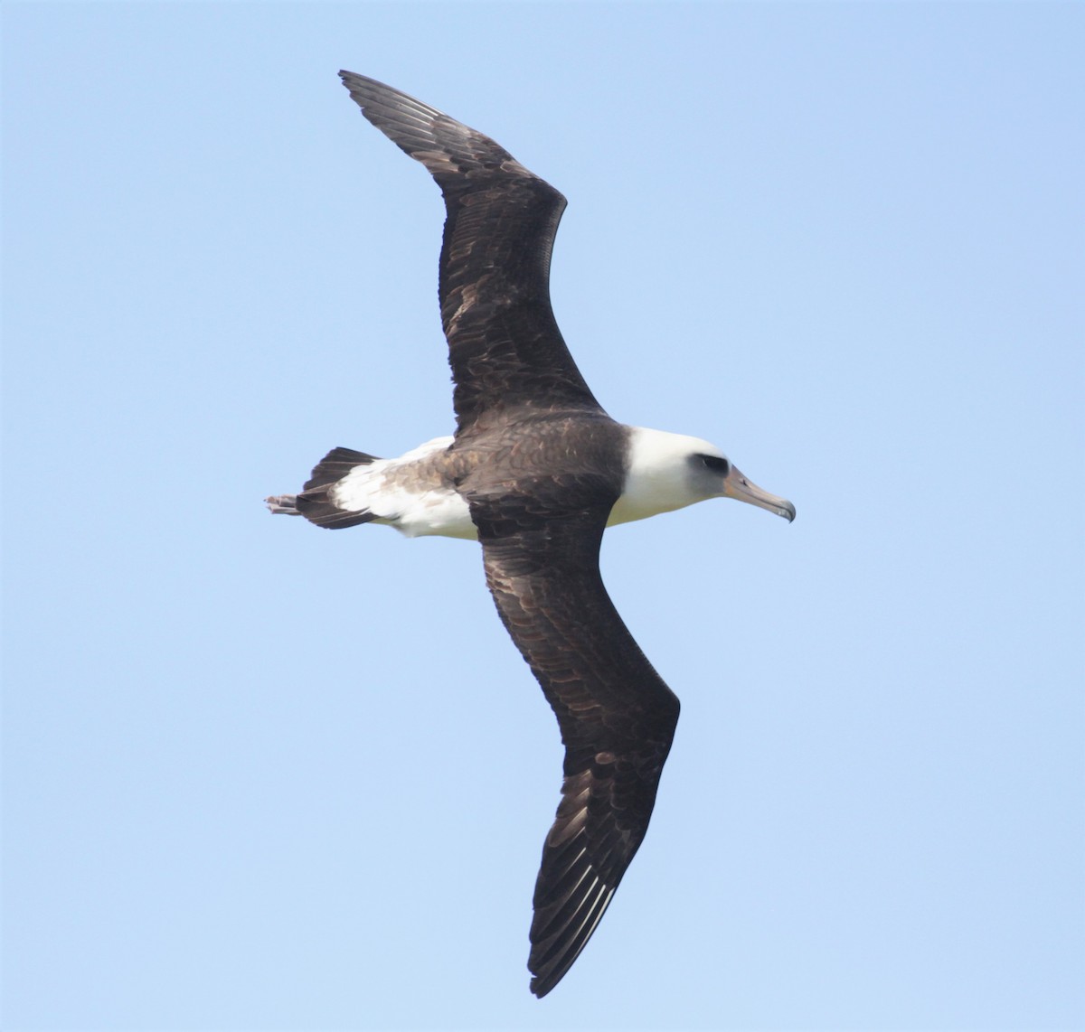 Albatros de Laysan - ML213856401
