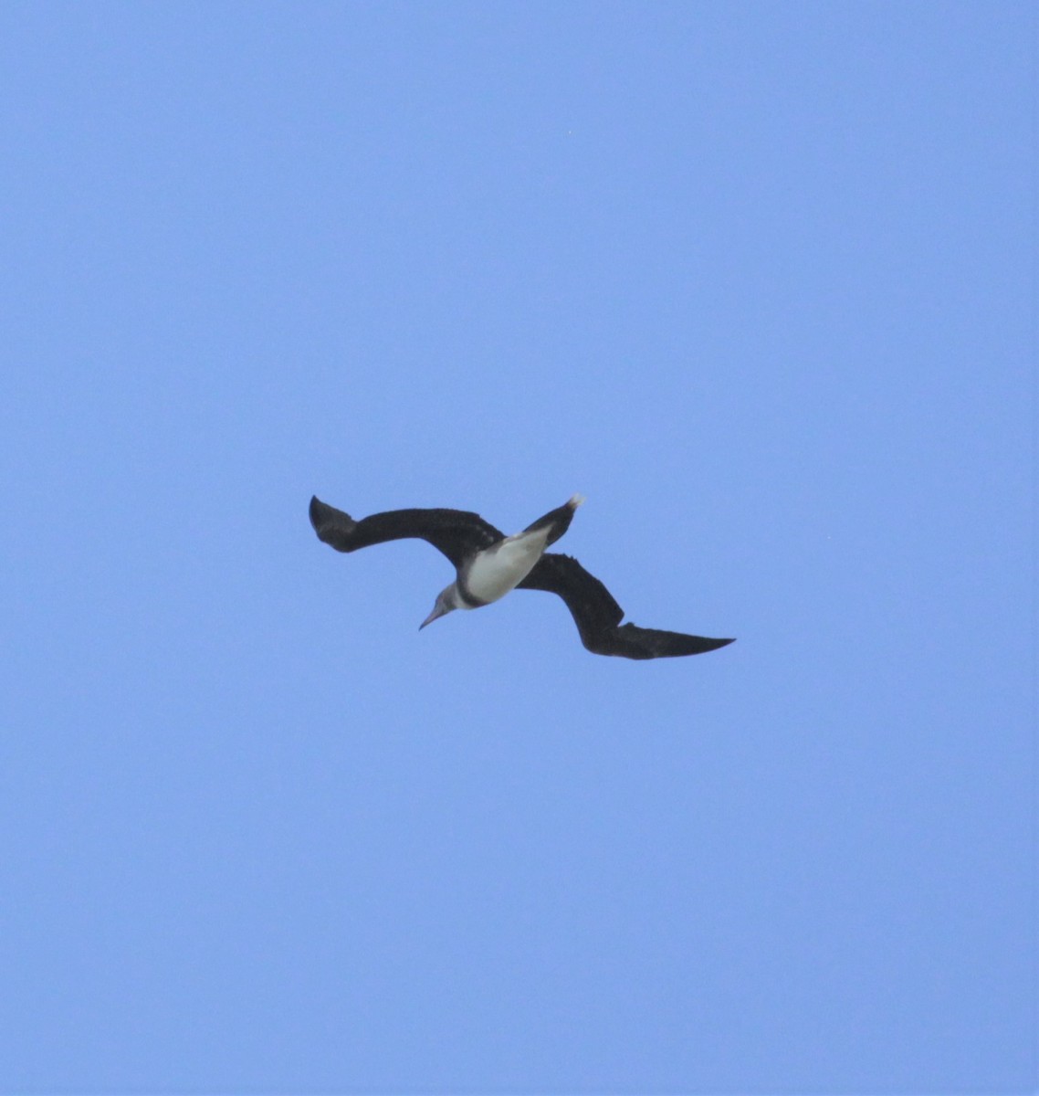 Red-footed Booby - ML213856431