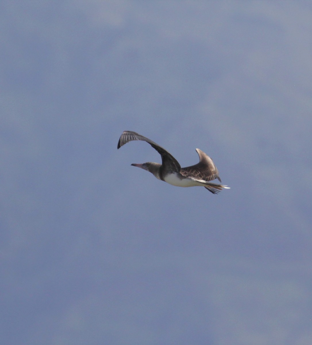 Red-footed Booby - ML213856441