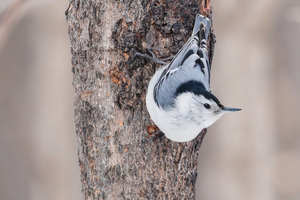 White-breasted Nuthatch (Eastern) - Cesar Ponce