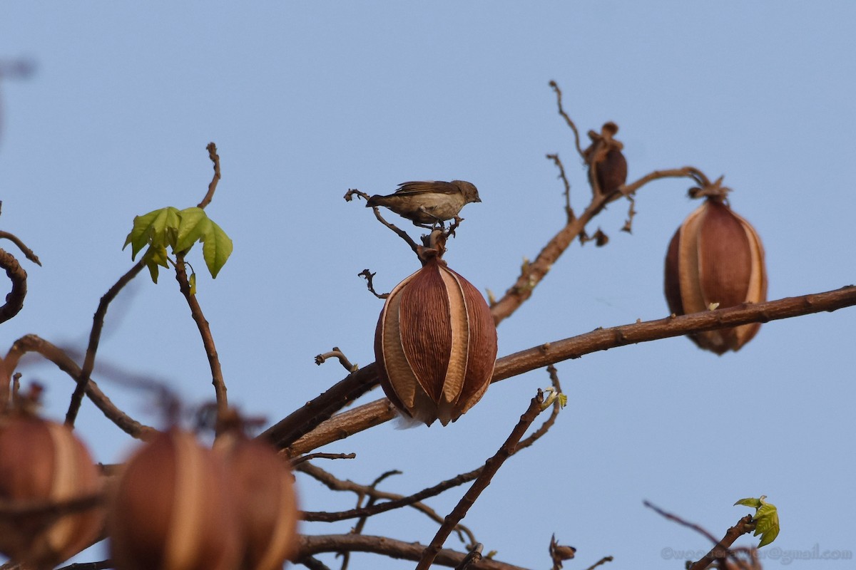 Thick-billed Flowerpecker - Rajesh Radhakrishnan