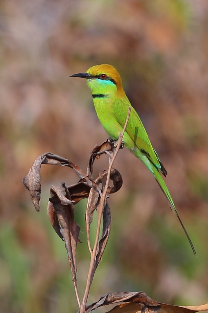 Asian Green Bee-eater - ML213863921