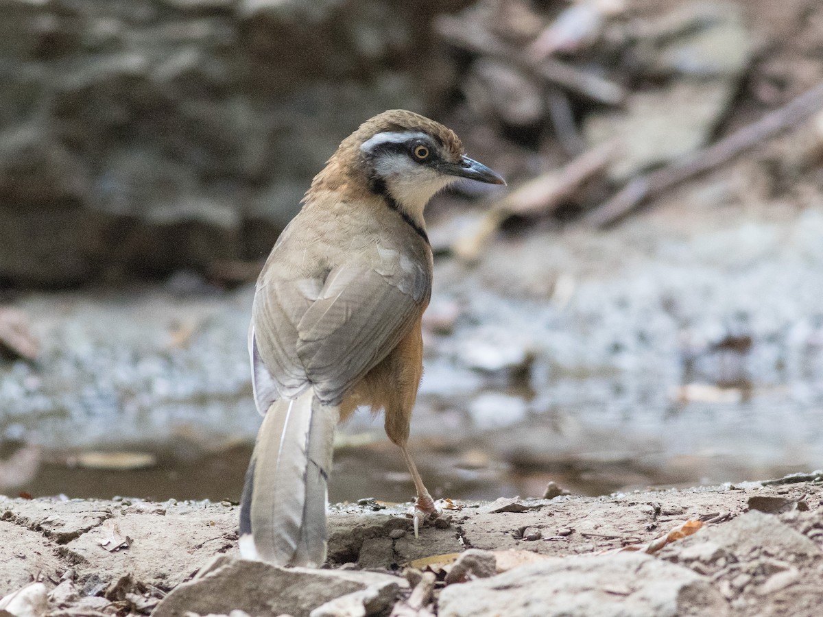 Lesser Necklaced Laughingthrush - ML213864471