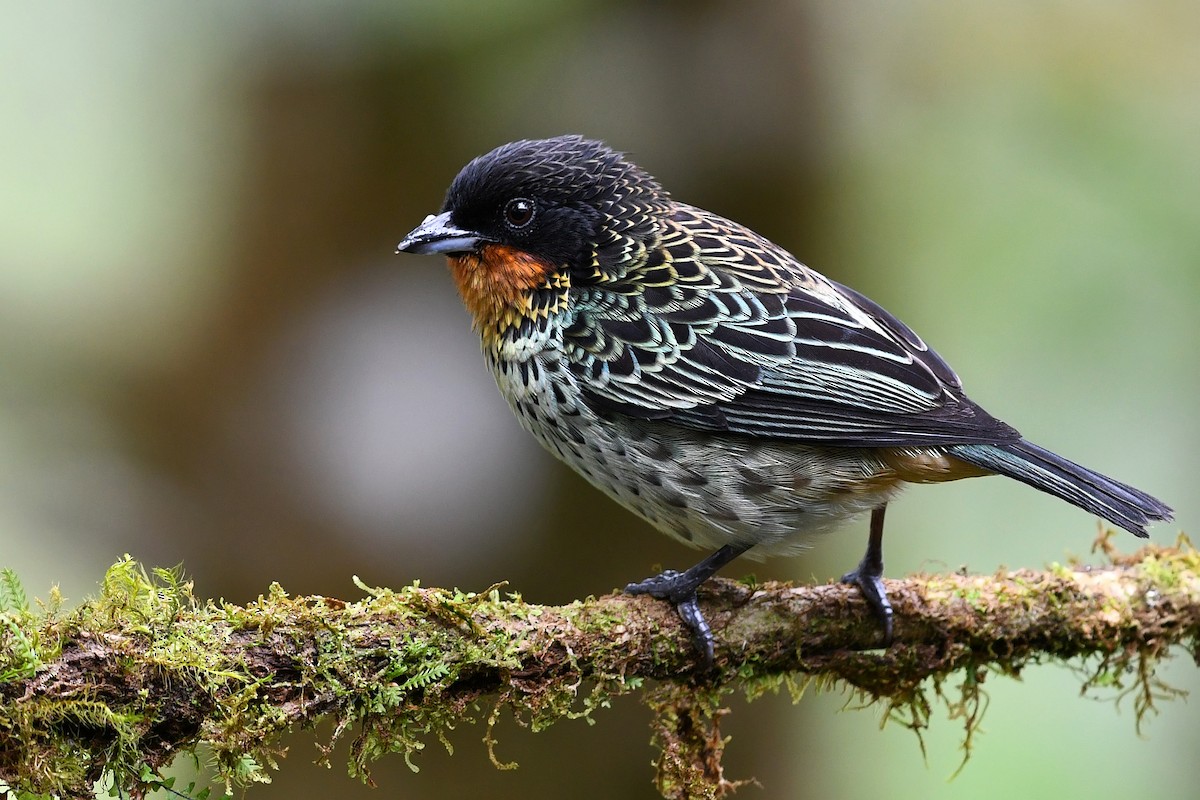 Rufous-throated Tanager - ML213865011