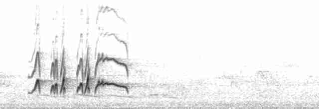 Boz Alınlı Sinekkapan (tyrannulus/bahiae) - ML213867