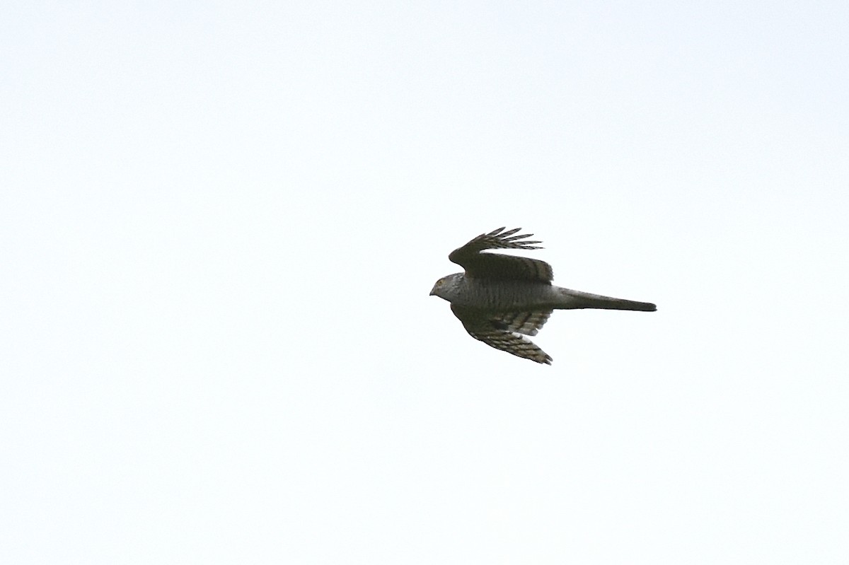 Eurasian Sparrowhawk - Malte Seehausen