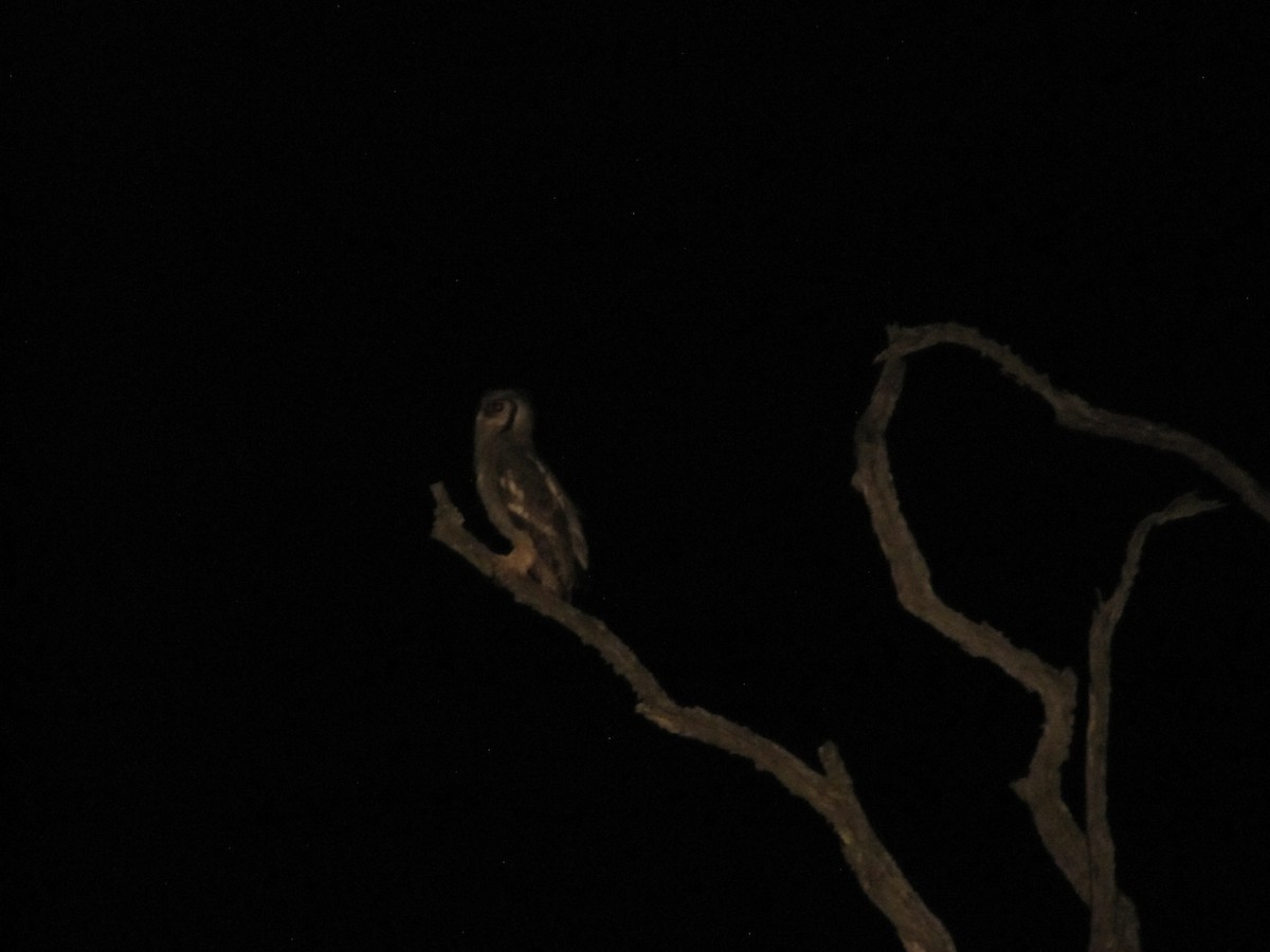 Verreaux's Eagle-Owl - Adrian Hinkle