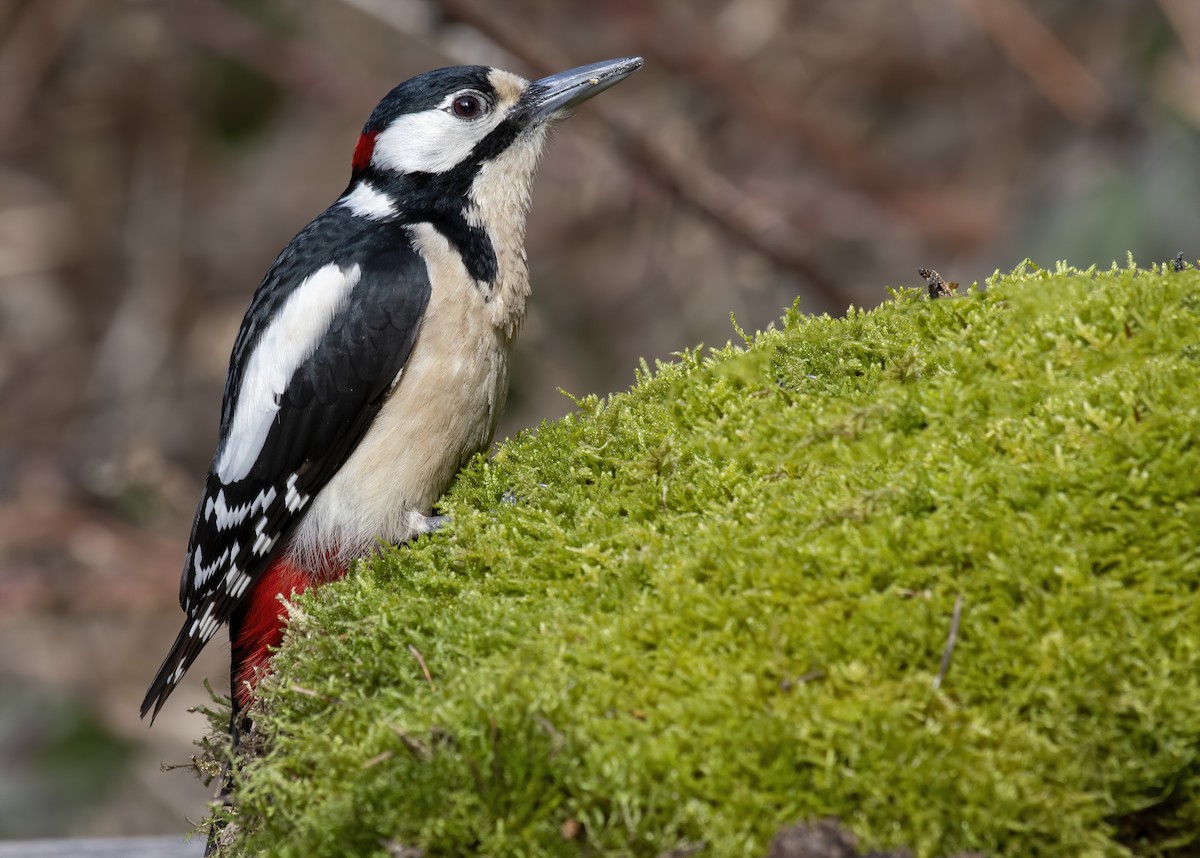 Great Spotted Woodpecker - ML213870511