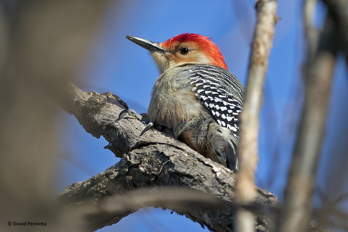 Red-bellied Woodpecker - ML213871281